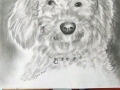 Labradoodle